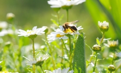 Concours photo  « Abeilles et pollinisation »